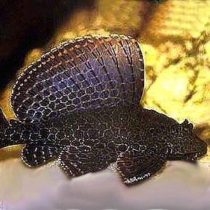 Glyptoper.gibbiceps   Hoogvinpleco